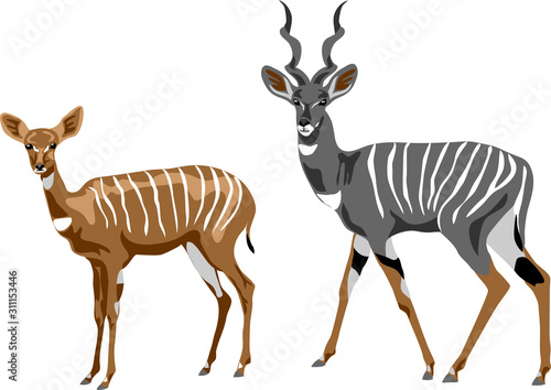 Lesser Kudu - vector illustration