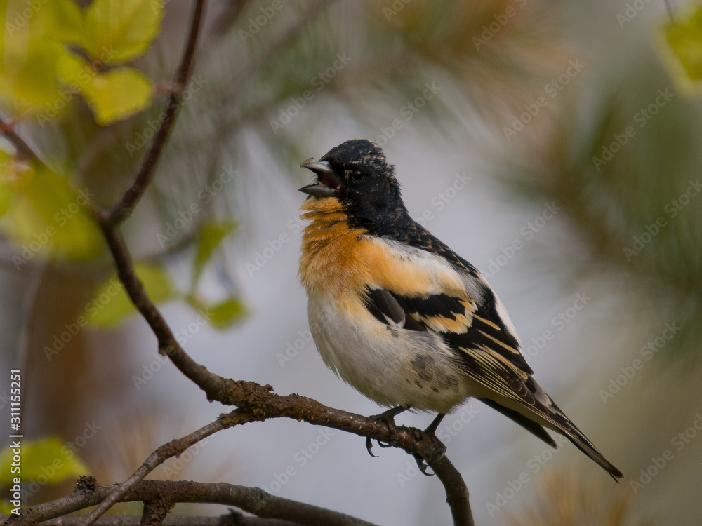 Fototapeta premium Pinzón real