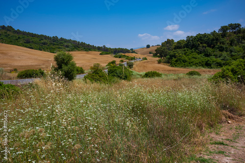 The landscape near the city of Ronda, Spain, showing fields of wheat, wild flowers and grass on a summer day. 