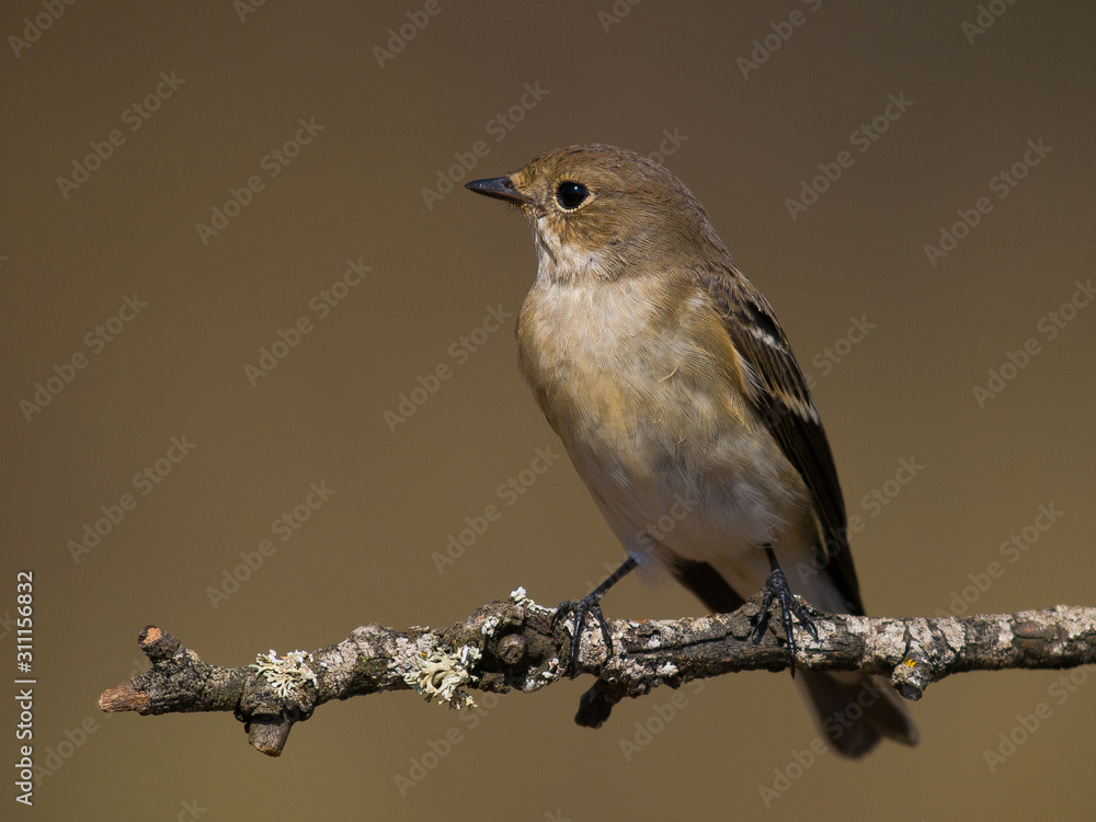 Fototapeta premium Papamoscas cerrojillo