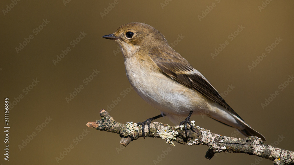 Fototapeta premium Papamoscas cerrojillo