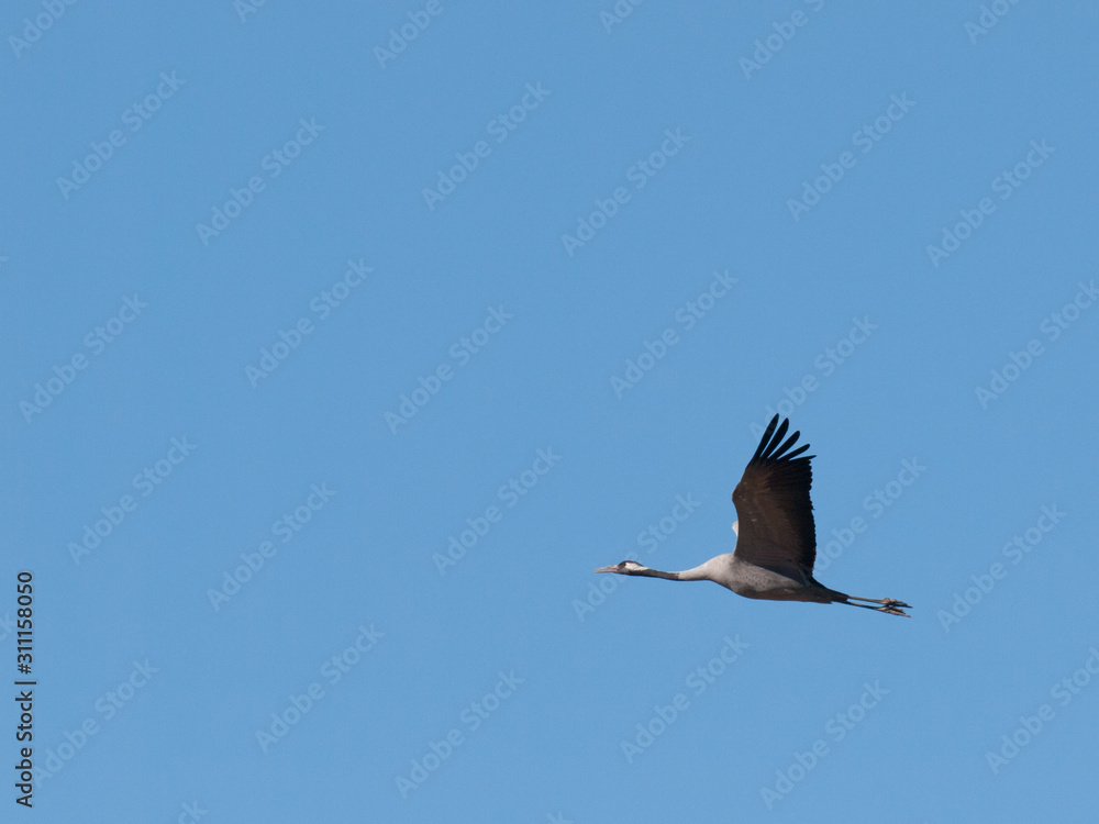 Obraz premium Grullas