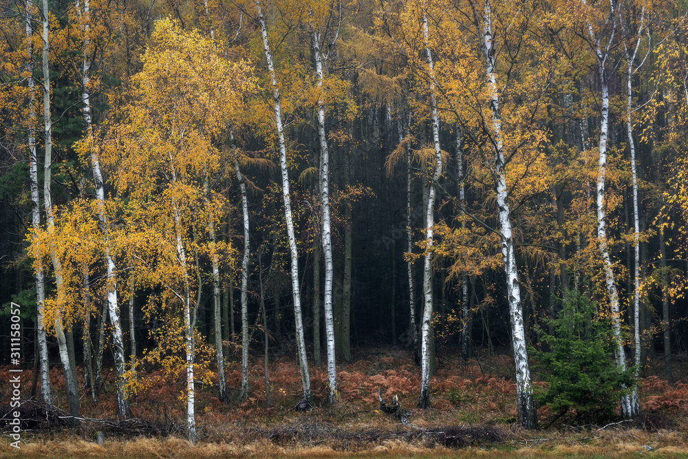 Fototapeta premium In the front line - In vorderster Front