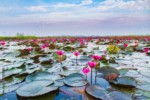 Cuadro en lienzo The sea of red lotus, Lake Nong Harn, Udon Thani, Thailand
