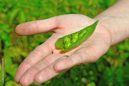 uncovered trickle of peas on a female hand. on a background of green plants.