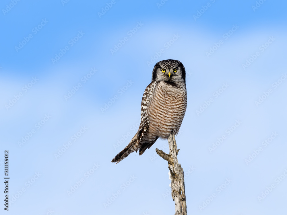 Fototapeta premium Northern Hawk Owl Perched on Top of the Tree against Blue Sky in Winter