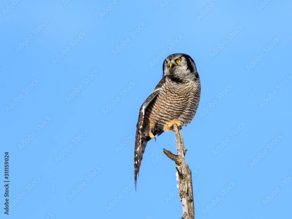 Fototapeta premium Northern Hawk Owl Stretching its Wings