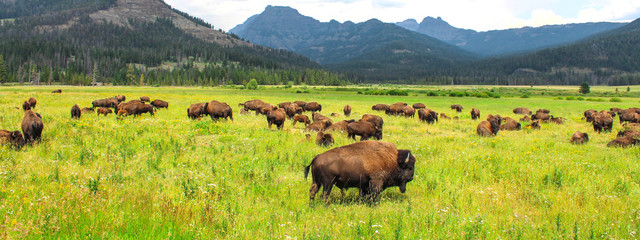 Fototapete Bison Wilder Bison im Yellowstone Nationalpark  © Brad Pict