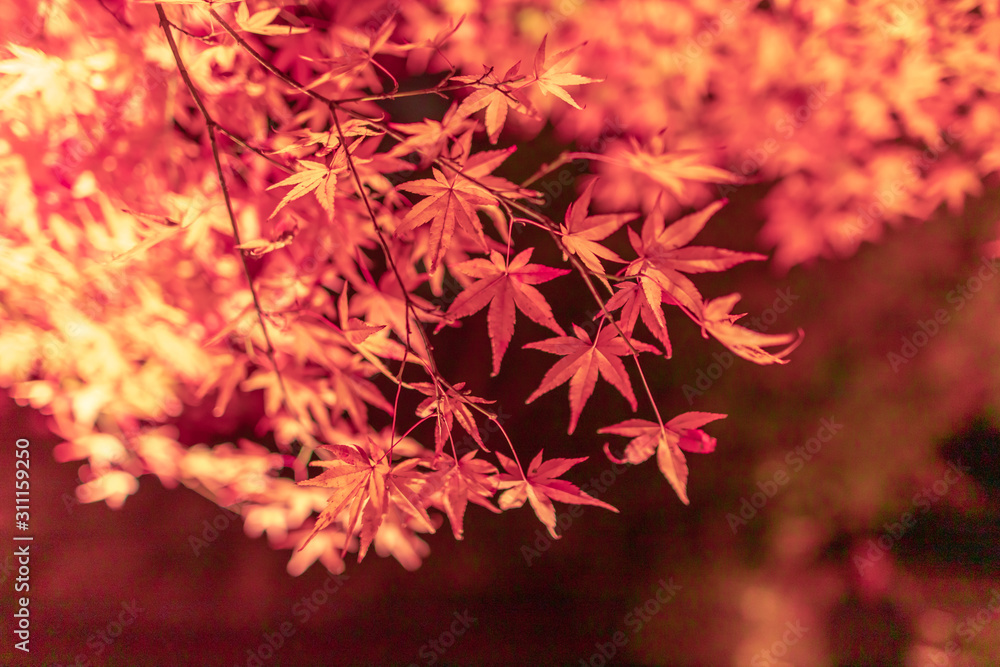 京都の紅葉ライトアップ