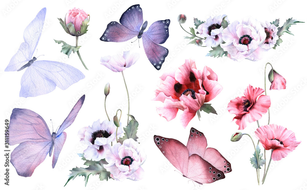 Obraz A picturesque set of butterflies, poppy flowers, buds and poppies arrangements hand drawn in watercolor isolated on a white background. Botanical illustration. Floral watercolor elements