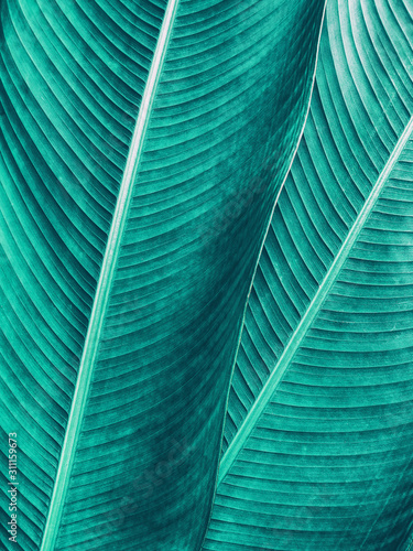 tropical foliage texture , nature background, blue toned process 