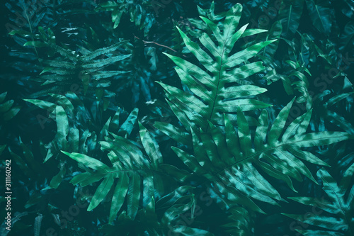 fern leaf, dark green nature background 