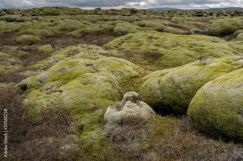 landscape with moss in Iceland in spring