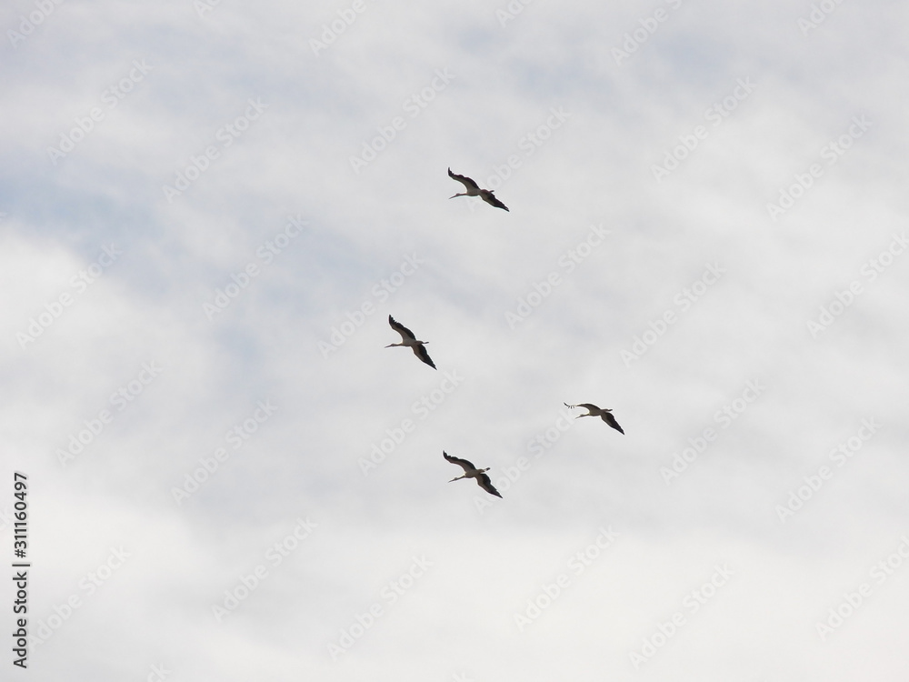 Little group of four storks who are flying in cloudly white sky. Low angle view on this 4x3 photography