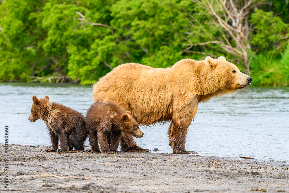 Ruling the landscape, brown bears of Kamchatka (Ursus arctos beringianus) Ruling the landscape, brown bears of Kamchatka (Ursus arctos beringianus)