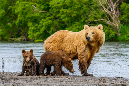 Ruling the landscape, brown bears of Kamchatka (Ursus arctos beringianus)