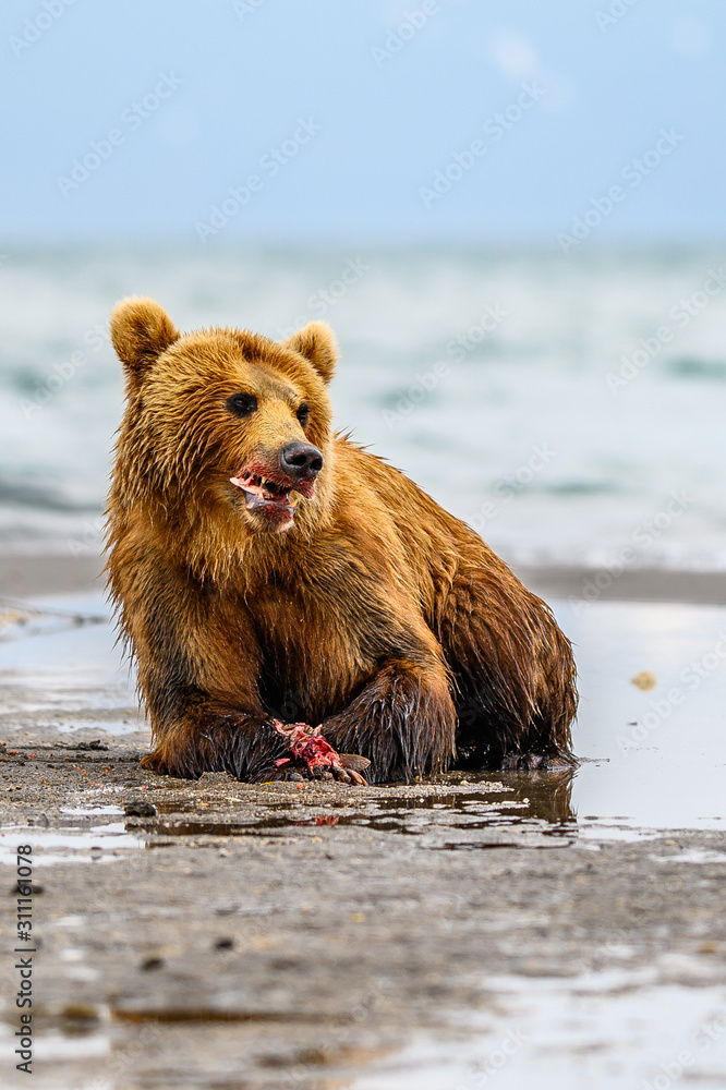 Ruling the landscape, brown bears of Kamchatka (Ursus arctos beringianus) Ruling the landscape, brown bears of Kamchatka (Ursus arctos beringianus)