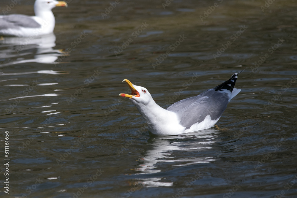Fototapeta premium Shouting gull