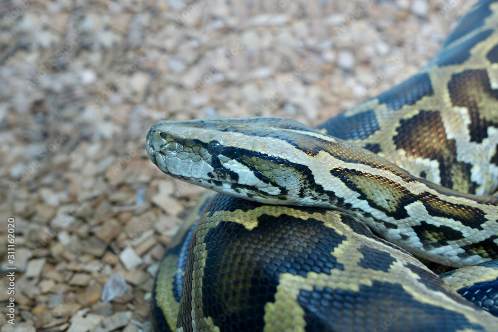 Head and part of body of the python lying Head and part of body of the python lying