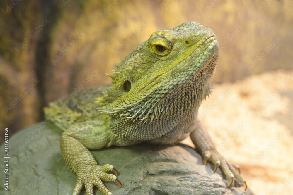 Lizard Central bearded dragon (Pogona vitticeps) sitting on a stone in a terrarium Lizard Central bearded dragon (Pogona vitticeps) sitting on a stone in a terrarium