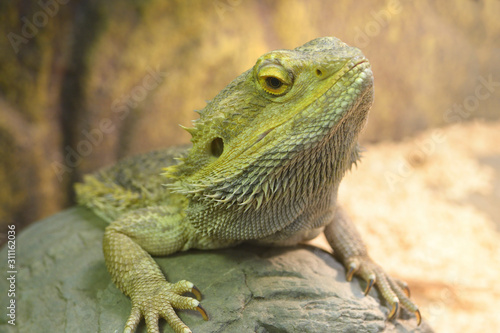Lizard Central bearded dragon (Pogona vitticeps) sitting on a stone in a terrarium © Yurii Zushchyk