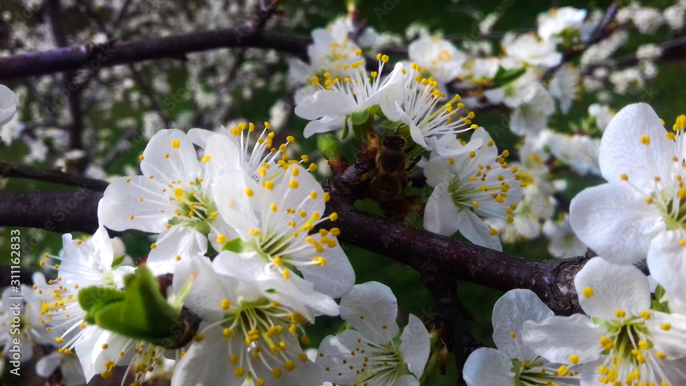 Obraz premium bee on a plum flower