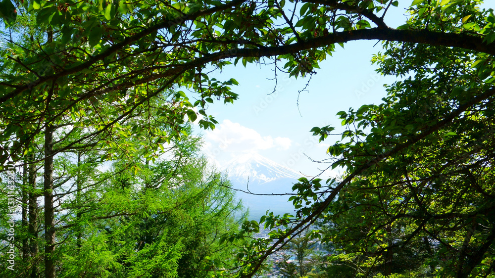 Mixed forest. Japanese landscape, Yamanashi Prefecture. Mountain Fujiyama in the background