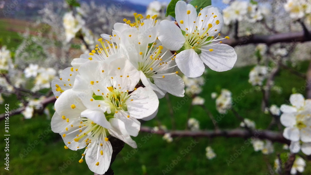 blooming plum tree in spring blooming plum tree in spring