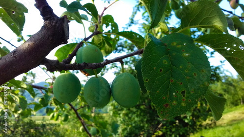 fresh plum fruit on the tree