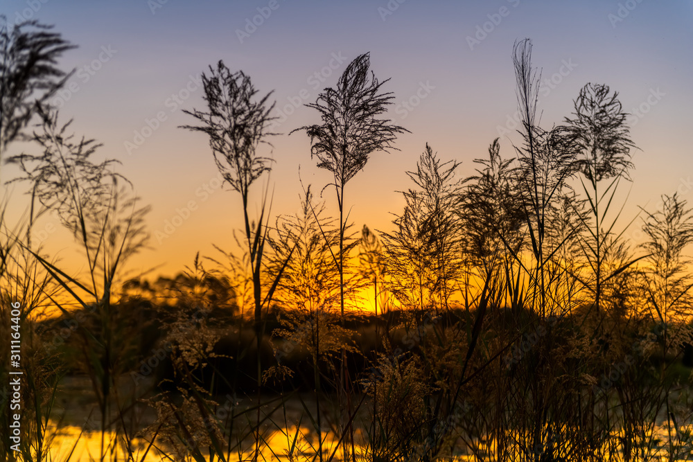 Silhouette view of grass flowers water and mountain. Silhouette view of grass flowers water and mountain.
