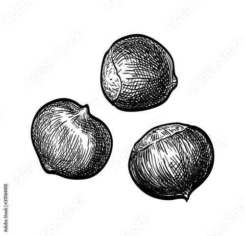 Ink sketch of chestnuts.