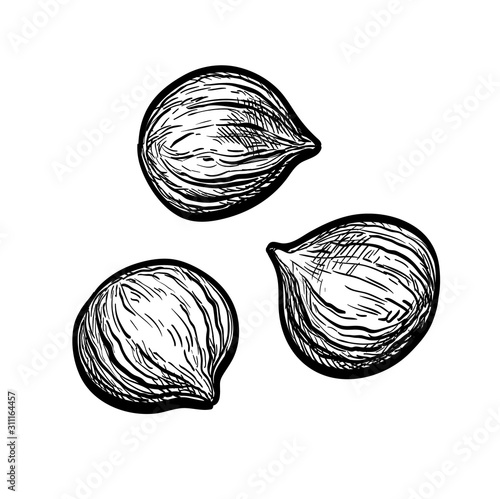 Ink sketch of chestnuts.
