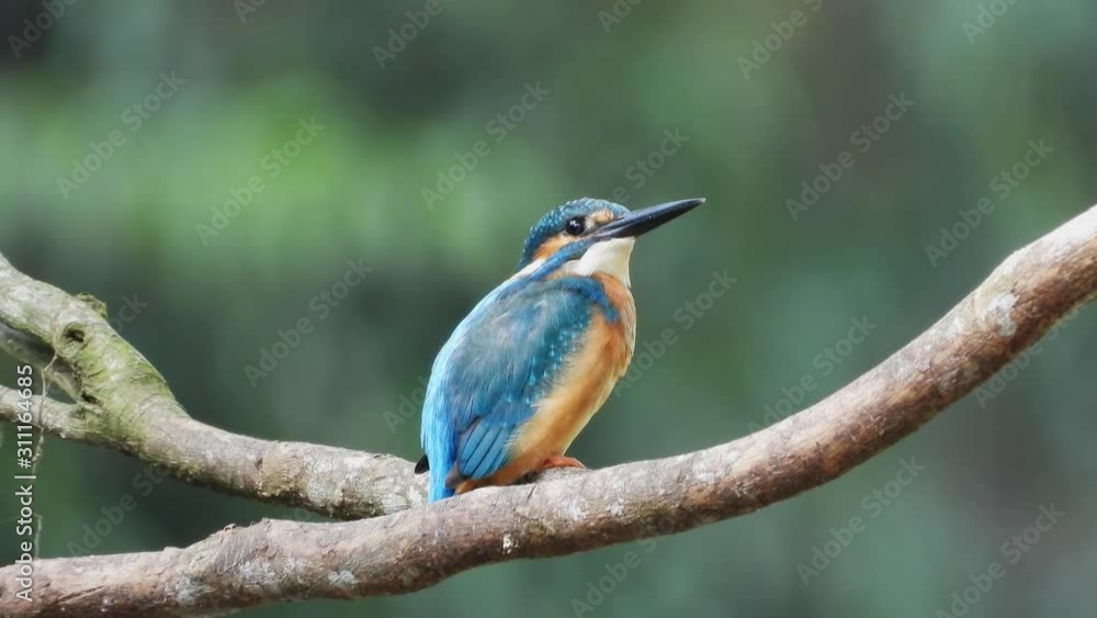 Beautiful common Kingfisher bird dressing after ready to relax in the evening. Beautiful common Kingfisher bird dressing after ready to relax in the evening.