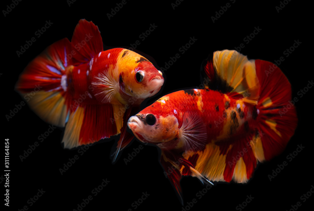 Betta hotsell fish koi