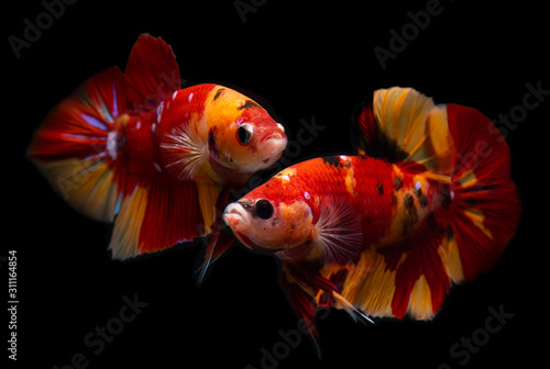 Tableau sur toile Fancy koi galaxy betta fish.