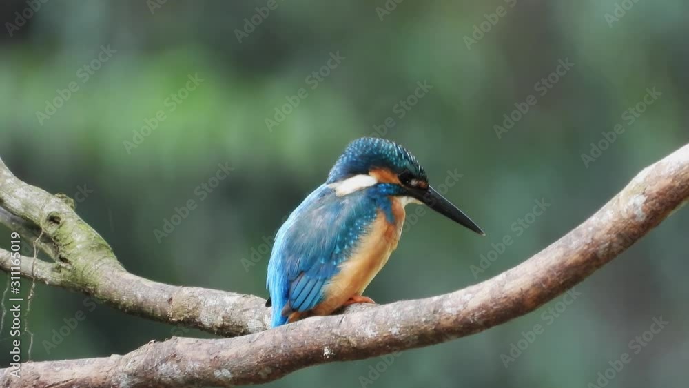 Beautiful common Kingfisher bird dressing after ready to relax in the evening. Beautiful common Kingfisher bird dressing after ready to relax in the evening.