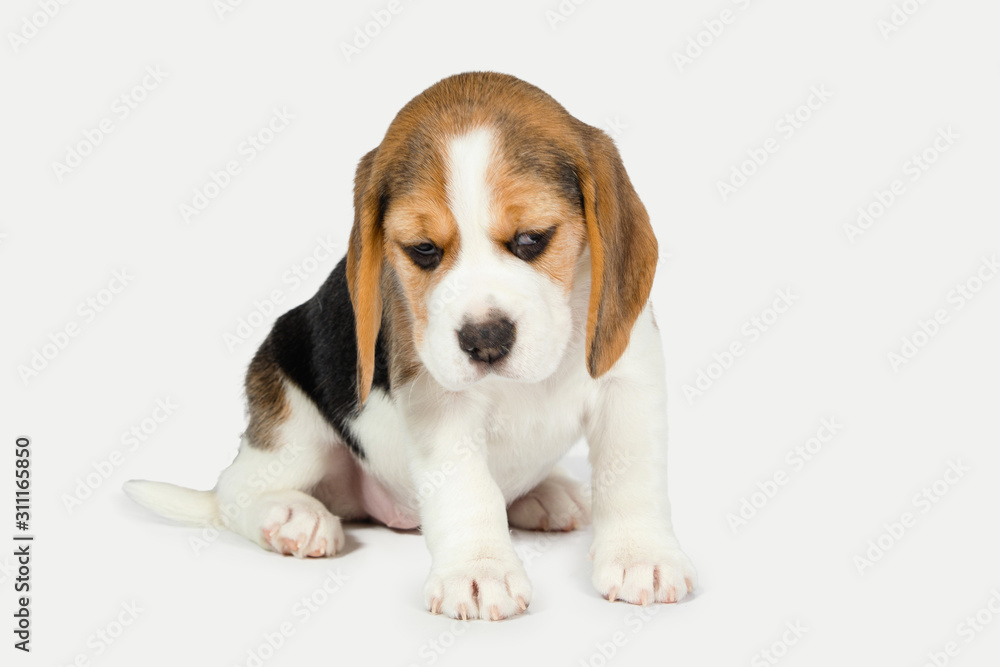 Puppy beagle on a white background.