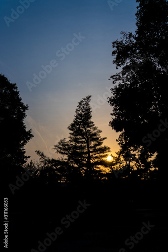 Japanese tree silhouette at dusk