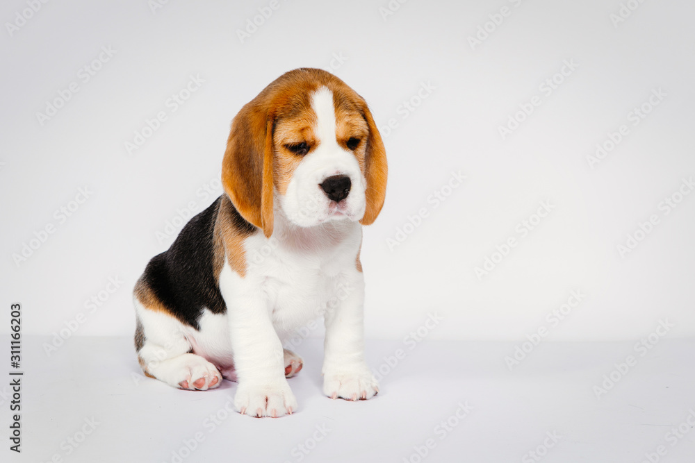 Puppy beagle on a white background.