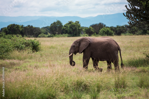 an elephant walks on the African Savannah  the bushes among the candelabra trees