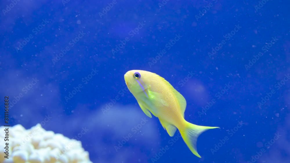 Fish aquarium. Beautiful fish swimming in an aquarium in the aquarium. A colorful aquarium filled with stones of karalas and algae. Reef beautiful captive fish Fish aquarium. Beautiful fish swimming in an aquarium in the aquarium. A colorful aquarium filled with stones of karalas and algae. Reef beautiful captive fish