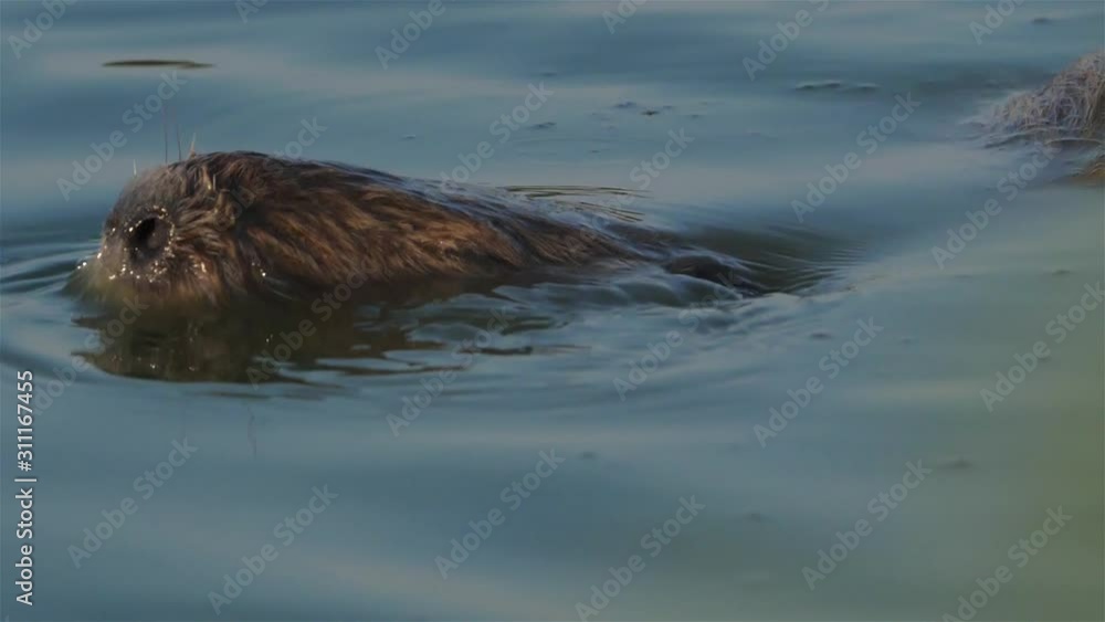Coypu, Myocastor coypus, Camargue, Occitanie, France Coypu, Myocastor coypus, Camargue, Occitanie, France