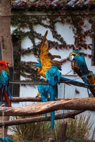 Parrots yellow wings