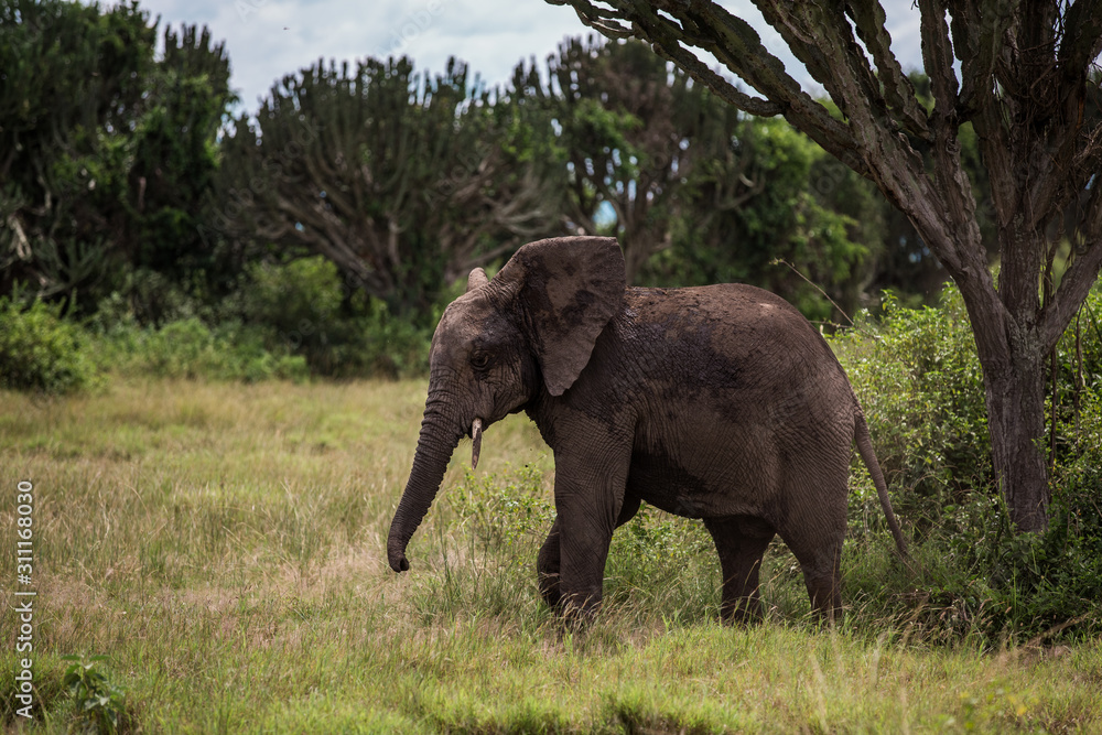 Little elephant playing, among the bushes and candelabra trees, against the blue mountains