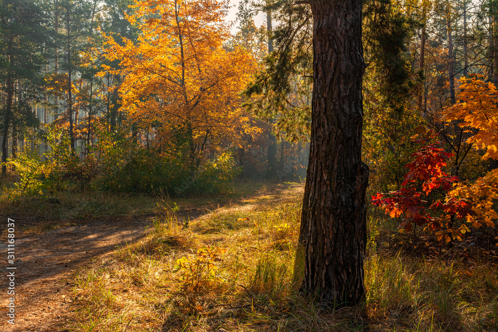 Walk in the woods. Pleasant autumn weather. Sun rays play in the branches of trees.