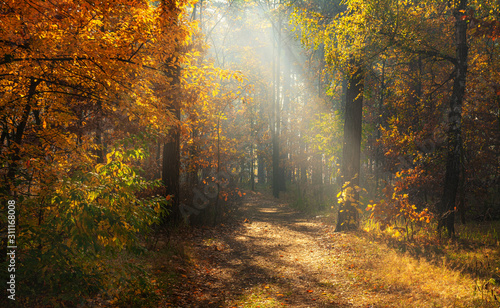 Walk in the woods. Pleasant autumn weather. Sun rays play in the branches of trees.