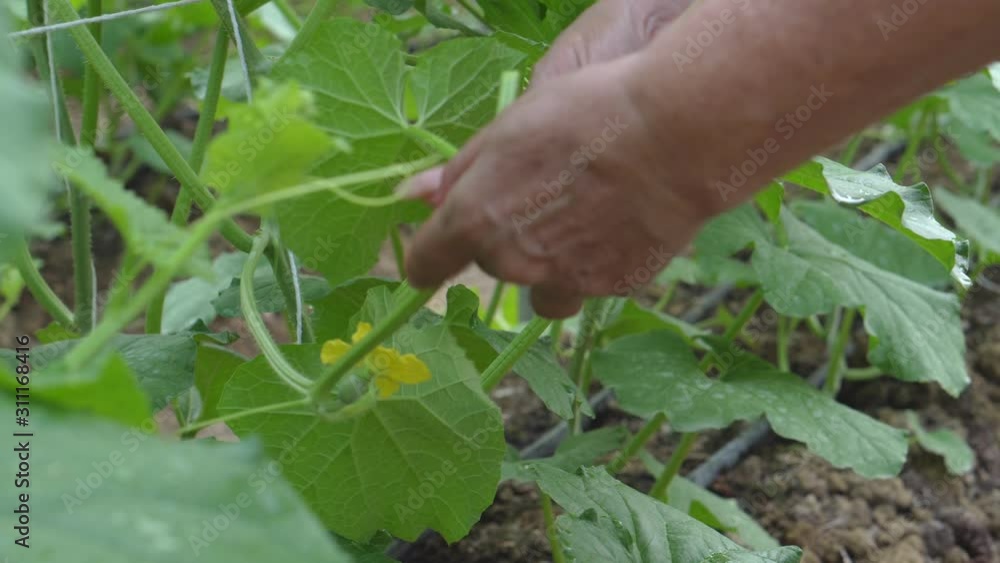 Close up senior woman hand farmer pollinating melon fruits tree by rubbing pollen from male stamen on female carpels flower, hands pull mustache from tendrils vine help effective breeding melon Close up senior woman hand farmer pollinating melon fruits tree by rubbing pollen from male stamen on female carpels flower, hands pull mustache from tendrils vine help effective breeding melon
