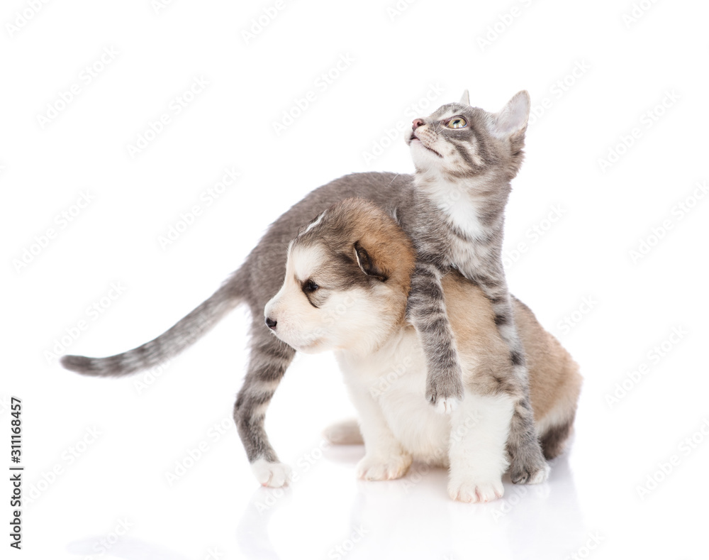 Obraz premium Malamute puppy with a kitten on white background