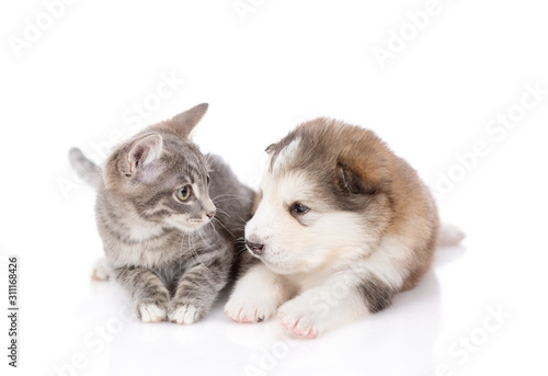 Malamute puppy with a kitten on white background © Ermolaeva Olga