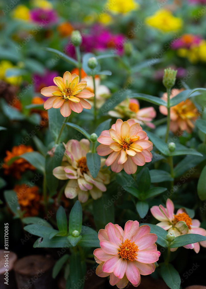 Colorful flowers Colorful flowers